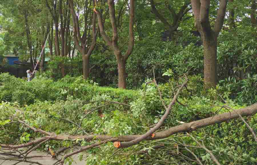 企事業(yè)單位綠化養(yǎng)護(hù)(圖4)