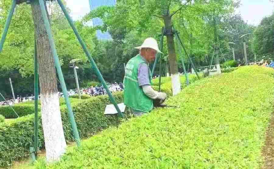 小區(qū)/住宅社區(qū)綠化養(yǎng)護(圖2)