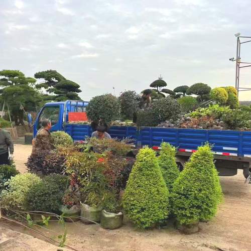 綠化苗木銷(xiāo)售