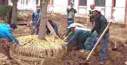 昆山樹木移植與綠化樹木移栽的技術(shù)要點(diǎn)及注意事項(xiàng)