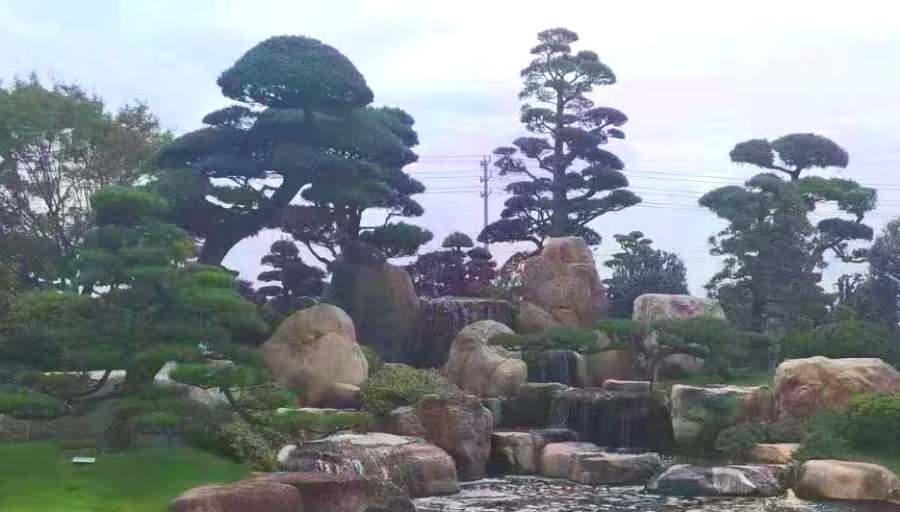 造型樹修剪定形(圖1)