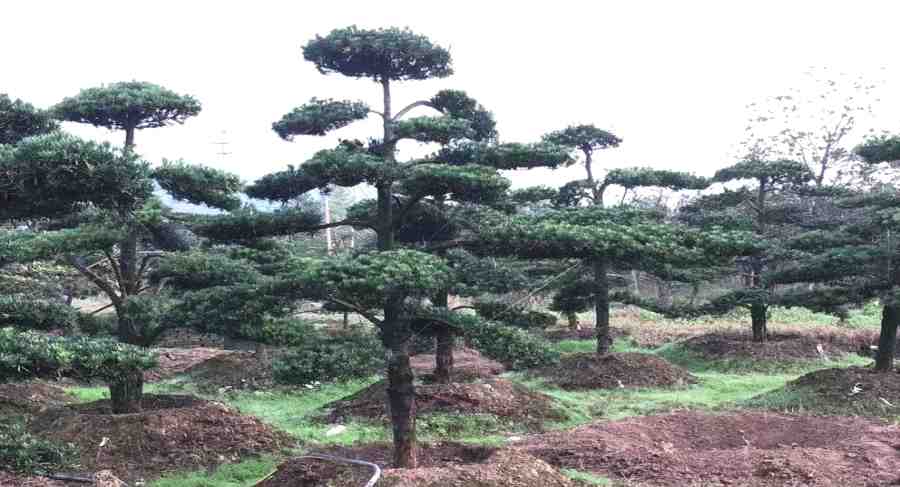造型樹修剪定形(圖2)